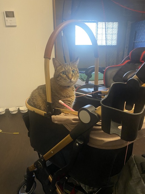 ブログ写真 コム.jpeg
